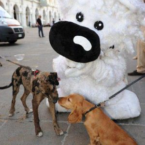 Isotta, l'Ambulanza degli animali a Vicenza