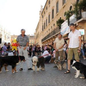 Isotta, l'Ambulanza degli animali a Vicenza