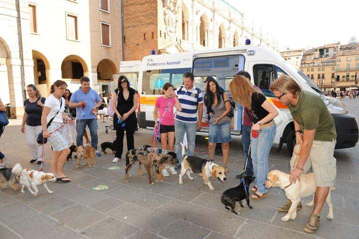 Isotta, l'Ambulanza degli animali a Vicenza