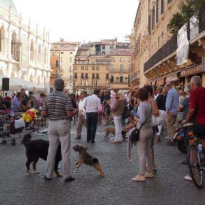 Isotta, l'Ambulanza degli animali a Vicenza