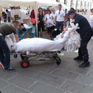 Isotta, l'Ambulanza degli animali a Vicenza