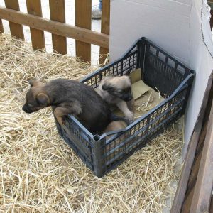 Isotta, l'Ambulanza degli animali a Napoli