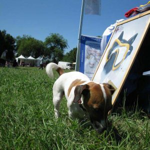 Isotta, l'Ambulanza degli animali a Roma