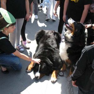 Isotta, l'Ambulanza degli animali a Trieste