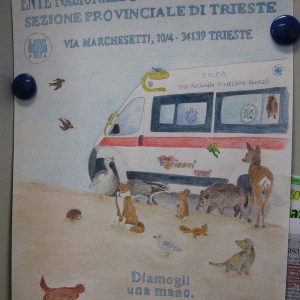 Isotta, l'Ambulanza degli animali a Trieste