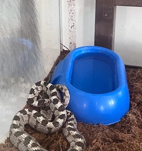 Genova, i portuali recuperano un serpente gatto velenoso al porto e lo  consegnano al Cras Enpa di Campomorone. Sicuramente il rettile arrivato in  un container dal Medio Oriente - ENPA