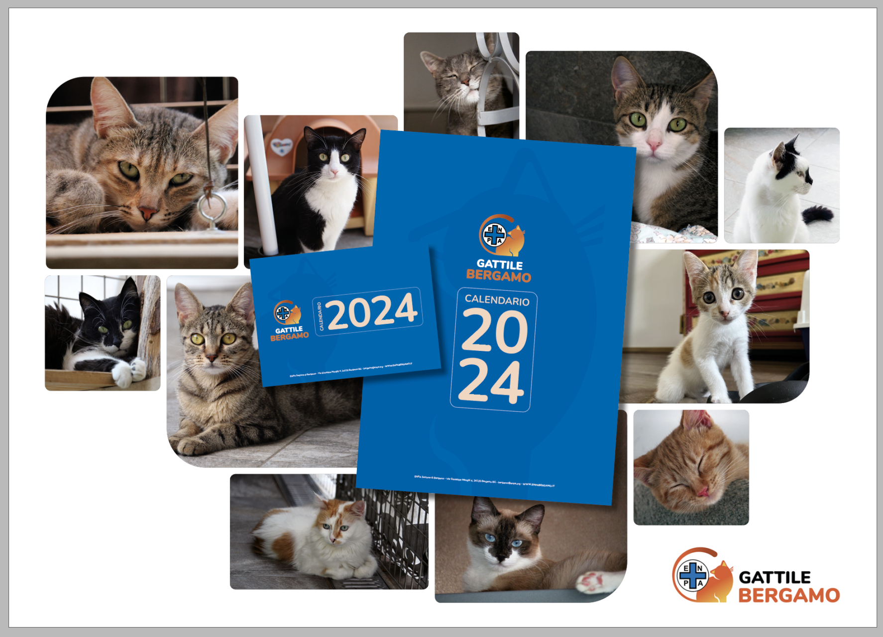 Enpa Bergamo, presentato il calendario 2024 per sostenere i gatti bisognosi  - ENPA