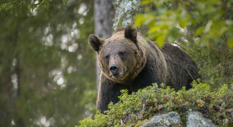 Trento chiede lo spray anti-orso