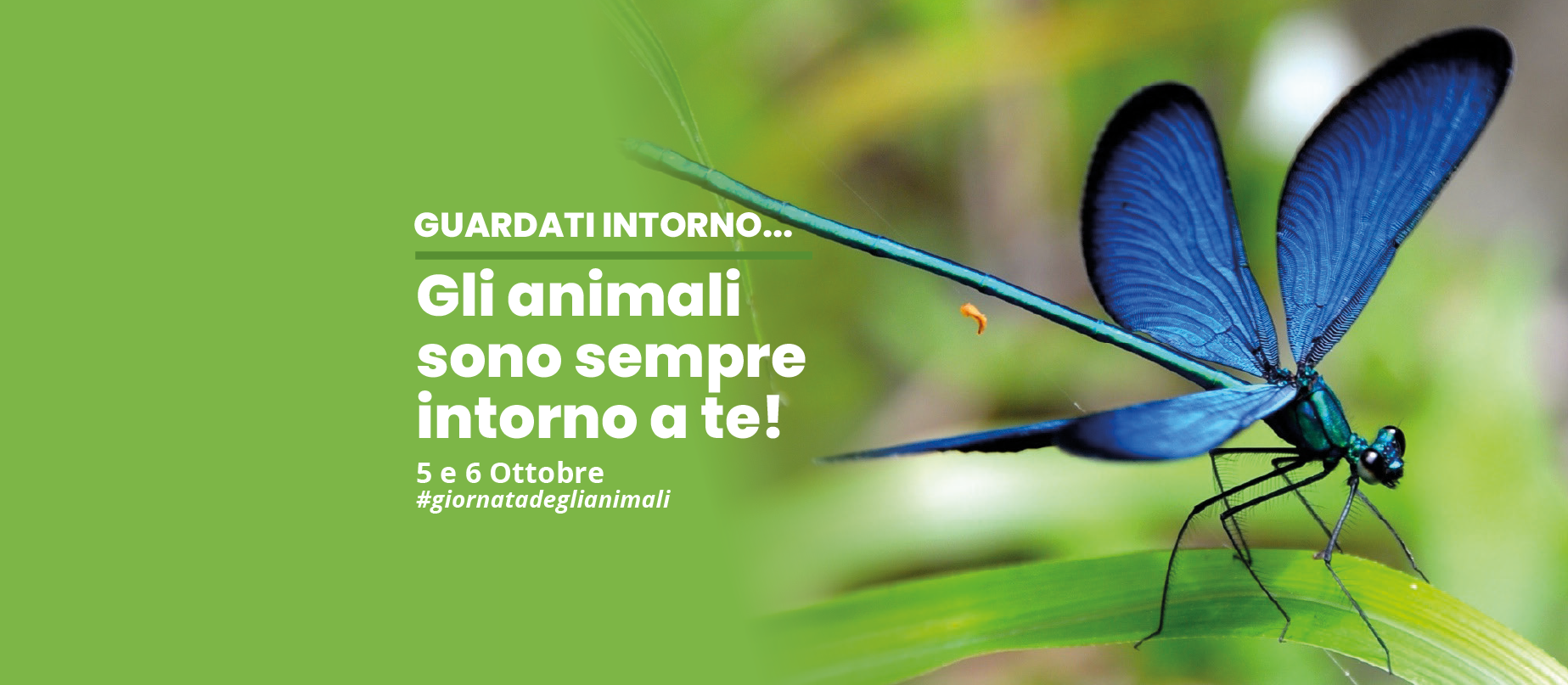 promuovere l'iniziativa dell'Ente Nazionale Protezione Animali in occasione della Giornata Mondiale degli Animali